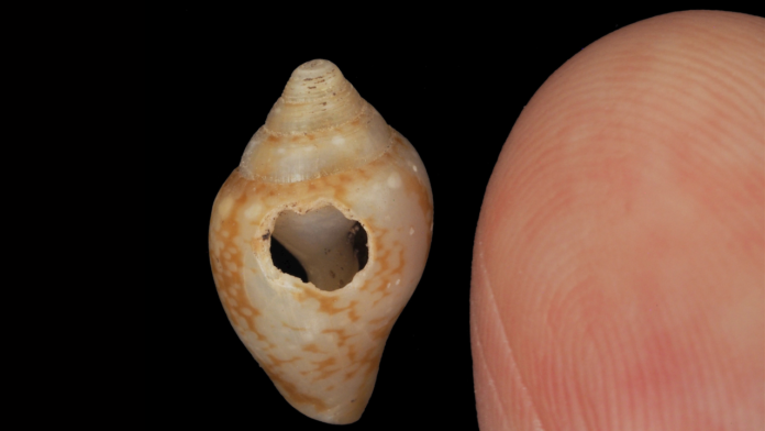 Shared Culture Across Species: Neanderthals and Modern Humans May Have Exchanged Traditions 59,000 Years Ago in Turkey