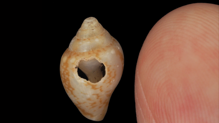 Shared Culture Across Species: Neanderthals and Modern Humans May Have Exchanged Traditions 59,000 Years Ago in Turkey