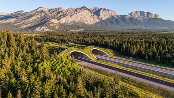 Yellowstone to Yukon Conservation Initiative Named Finalist for Prestigious Earthshot Prize