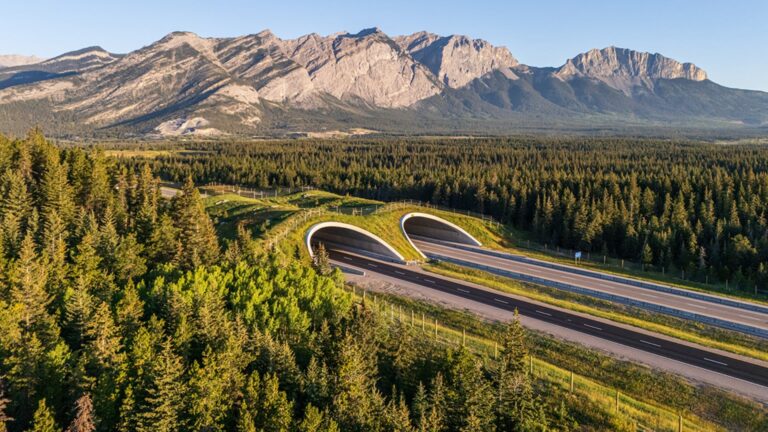 Yellowstone to Yukon Conservation Initiative Named Finalist for Prestigious Earthshot Prize