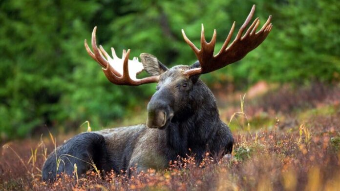 Misipawistik Cree Nation Halts Moose Hunt as Manitoba Issues Tags for 97% of Estimated Bull Population